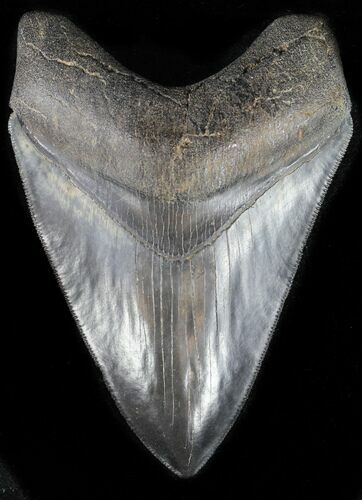 Sharply, Serrated Megalodon Tooth - Georgia #30940